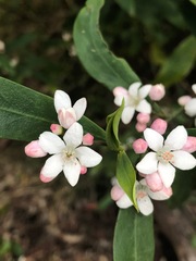 Philotheca myoporoides
