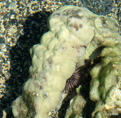 Porites lobata