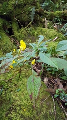 Impatiens pradhanii