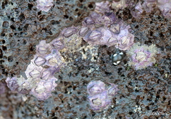 Nesochthamalus intertextus