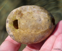 Spatangoida