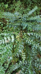 Berberis napaulensis