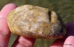 Spatangoida