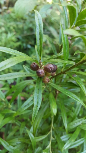 Sarcococca saligna, 2019-10-12