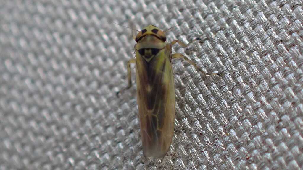 Macrosteles sardus