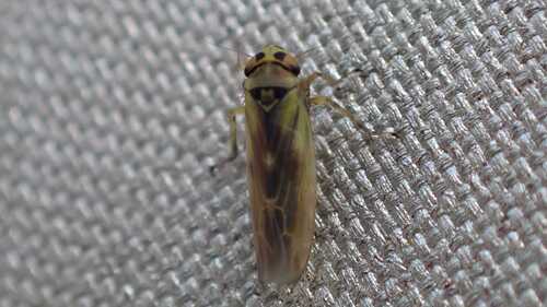 Macrosteles sardus