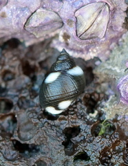 Echinolittorina hawaiiensis image