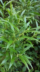 Sarcococca saligna