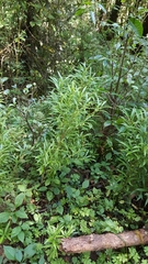 Sarcococca saligna