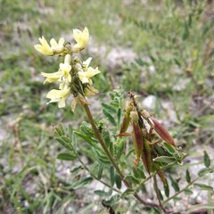 Astragalus