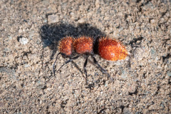 Pseudomethoca anthracina