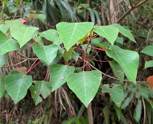 Homalanthus populneus observed 2025-09-06