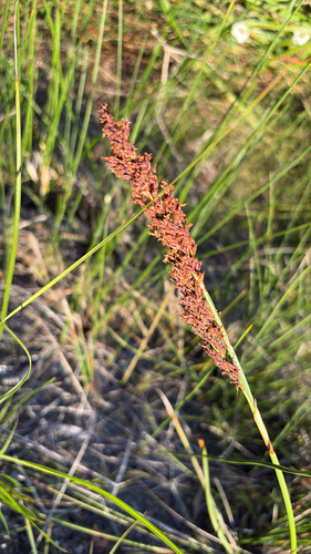 Machaerina teretifolia observed 2025-09-04