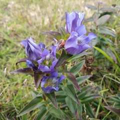 Gentiana spathacea