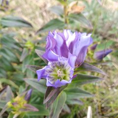 Gentiana spathacea