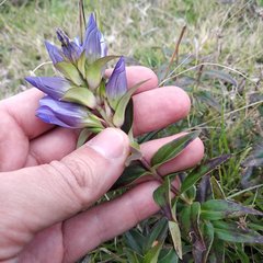 Gentiana spathacea