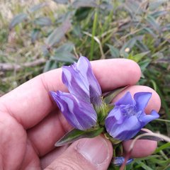 Gentiana spathacea