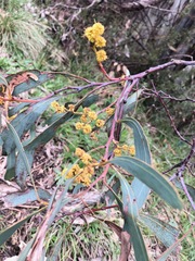 Acacia rubida