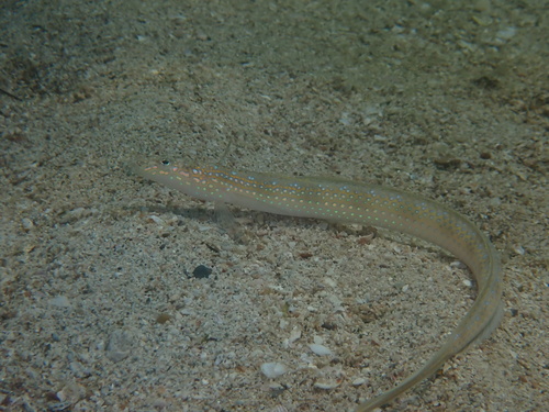 Trichonotus setiger observed 2025-09-06