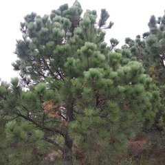 Pinus hartwegii