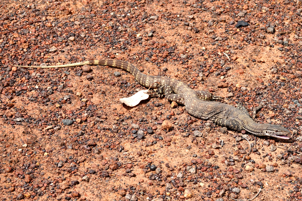 Sand Monitor in October 2019 by Rob Stone. Found with Keith McPeek ...
