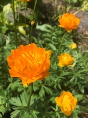 Trollius pumilus