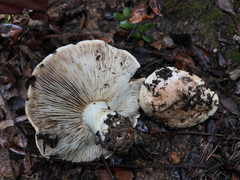 Tricholoma manzanitae