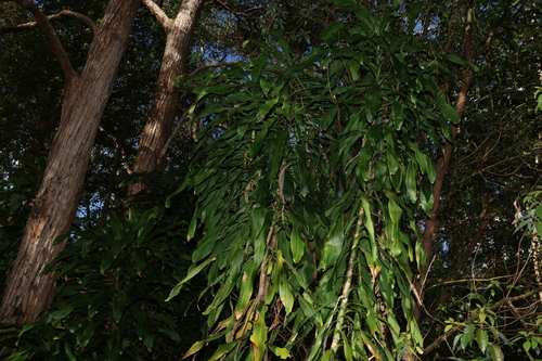 Dracaena fragrans