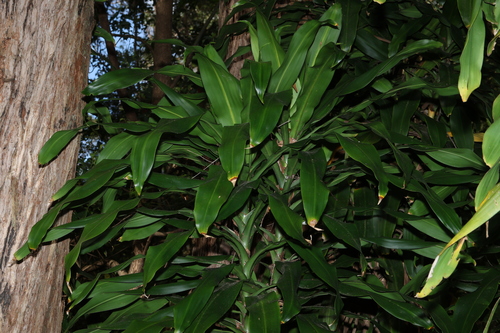 Dracaena fragrans