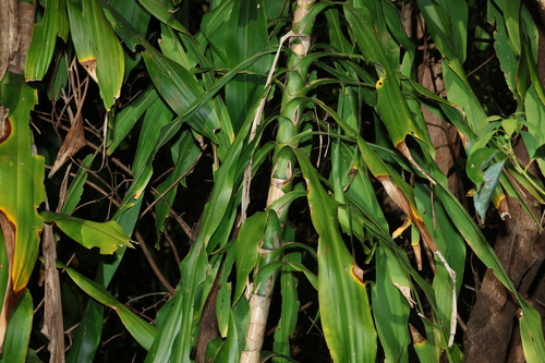 Dracaena fragrans