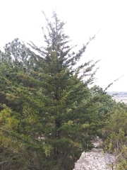 Cupressus lusitanica
