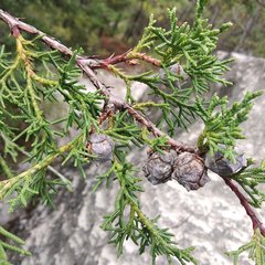 Cupressus lusitanica