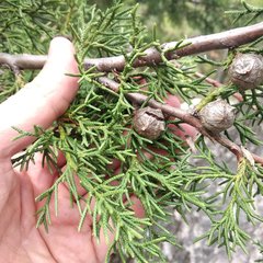 Cupressus lusitanica