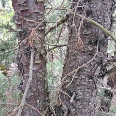 Cupressus lusitanica