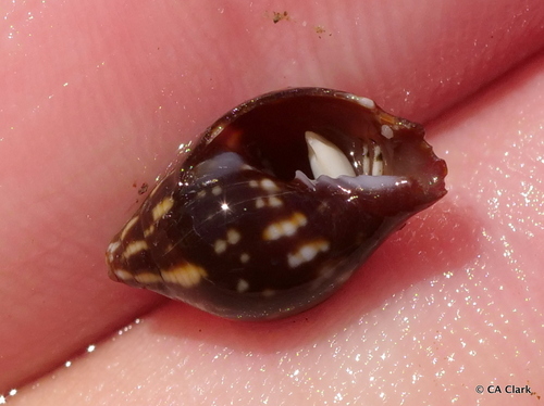 Strigatella litterata observed 2019-10-14
