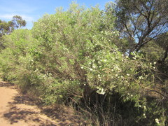 Melaleuca rhaphiophylla