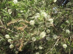 Melaleuca rhaphiophylla