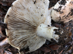 Tricholoma manzanitae