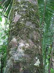 Copaifera