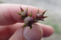 Ipomoea × leucantha