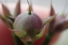 Ipomoea × leucantha