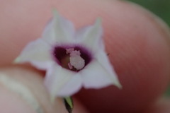 Ipomoea × leucantha