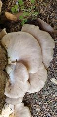 Pleurotus parsonsiae