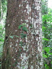 Chrysophyllum