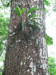Chrysophyllum
