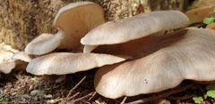Pleurotus parsonsiae