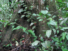Chrysophyllum