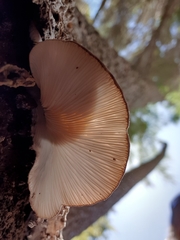Pleurotus parsonsiae