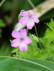 Geranium yesoense nipponicum