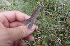 Ipomoea × leucantha